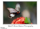 Birdwing butterfly, Troides sp.